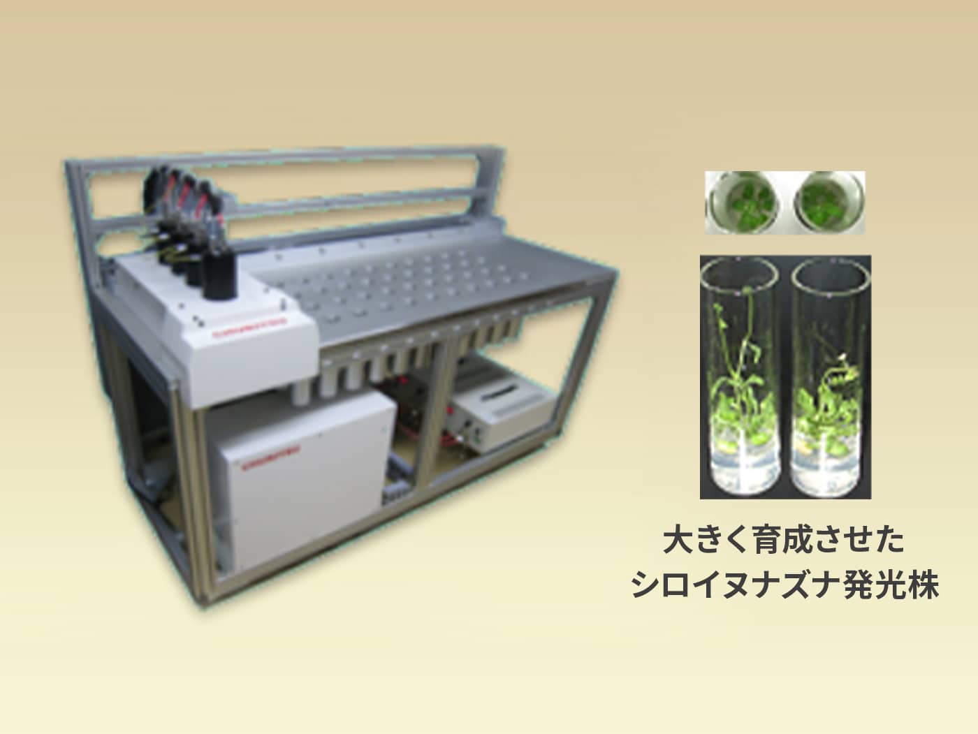 画像:大型植物用 生物発光測定装置